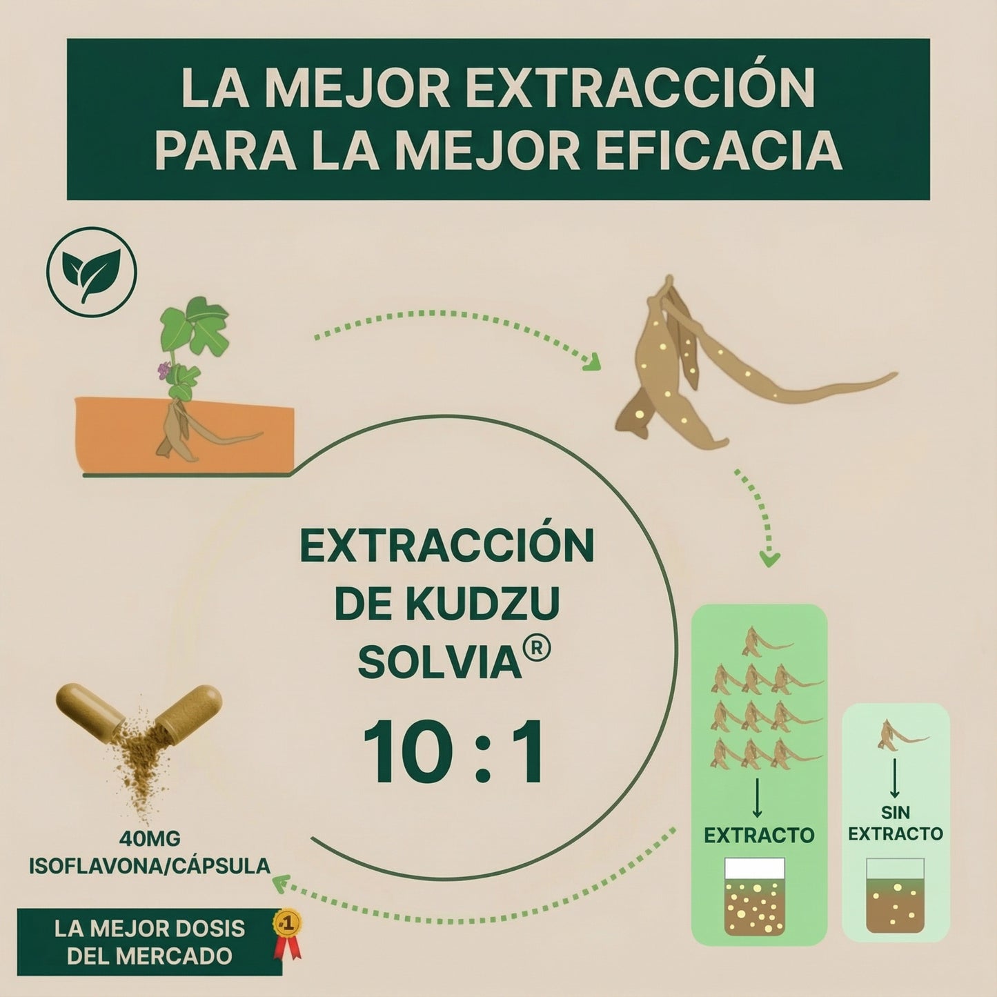 Kudzu Solvia 40 mg de isoflavonas – 100% natural